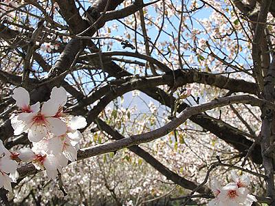 اجرای فعالیت مهدوی در کشور با شعار «با نوروز فاطمی تا نوروزی مهدوی»