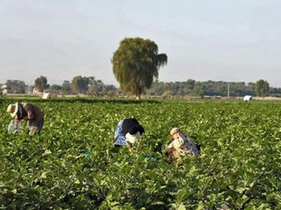 هیأتی‌ها در مزرعه خانوادگی، محصولات ارگانیک تولید می‌کنند 