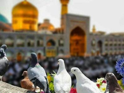 زیارت امام رضا(علیه السلام) در 23 ذی القعده