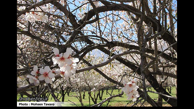 اجرای فعالیت مهدوی در کشور با شعار «با نوروز فاطمی تا نوروزی مهدوی»